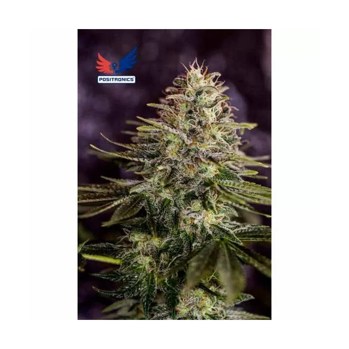 Sticky Dream Feminizada Positronics Seeds