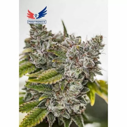 Sticky Dream Feminizada Positronics Seeds