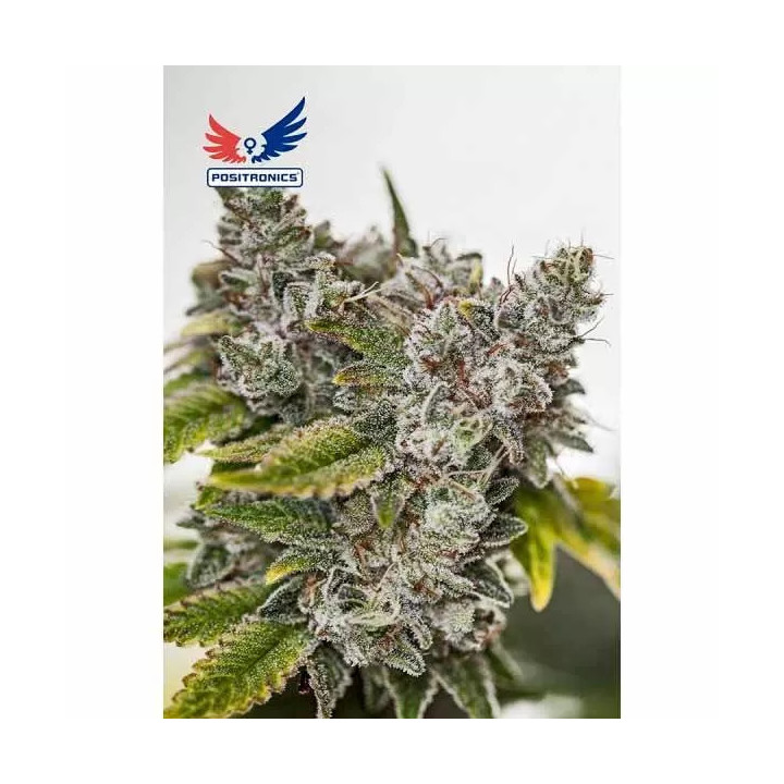 Sticky Dream Feminizada Positronics Seeds