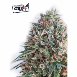  Critical #47 CBD Feminizada 【Positronics Seeds】
