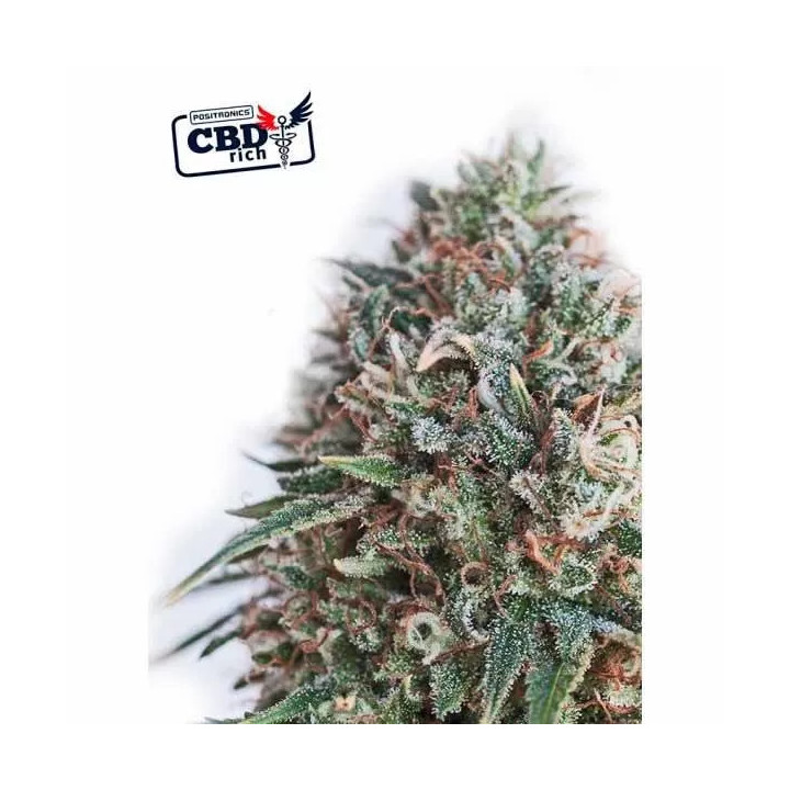 Critical #47 CBD Feminizada Positronics Seeds
