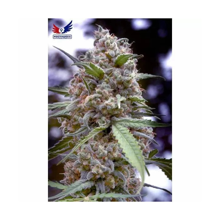  Grapefruit Feminizada 【Positronics Seeds】