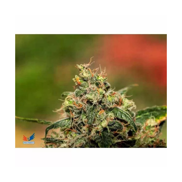  Grapefruit Feminizada 【Positronics Seeds】
