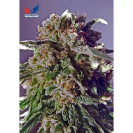  Black Widow CBD Feminizada 【Positronics Seeds】