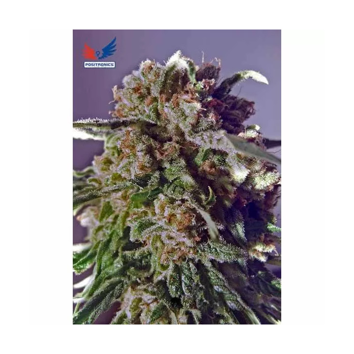 Black Widow CBD Feminizada Positronics Seeds
