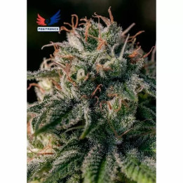  Crazy Lazy Feminizada 【Positronics Seeds】