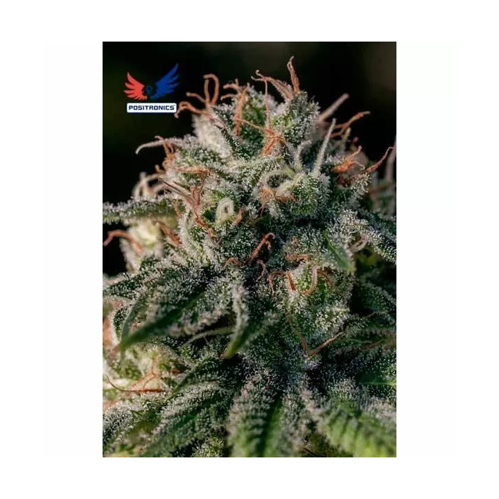 Crazy Lazy Feminizada Positronics Seeds