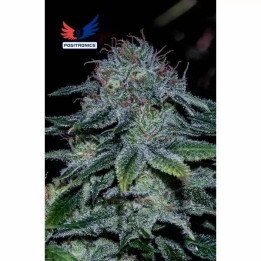  Mystic Cookie Feminizada 【Positronics Seeds】