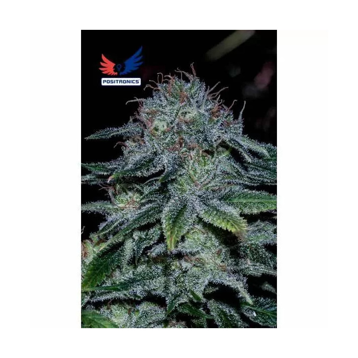  Mystic Cookie Feminizada 【Positronics Seeds】