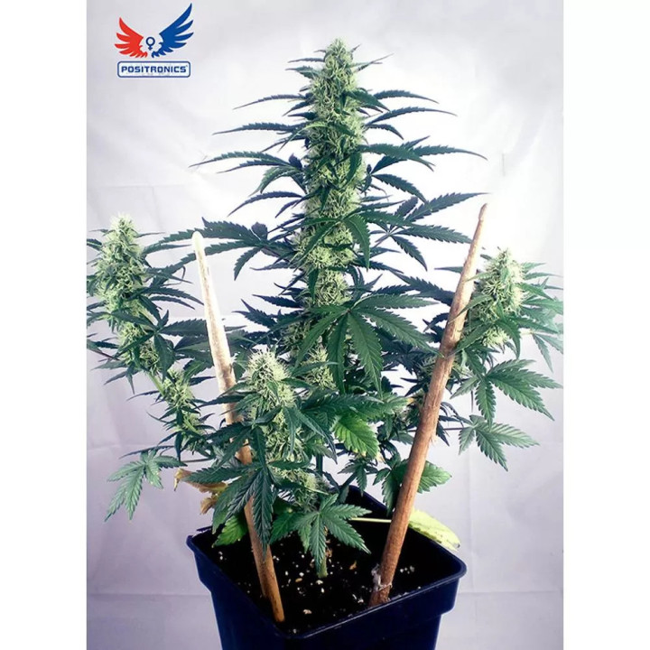 Mayday ExpressPositronics Autofloreciente