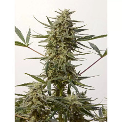 CRITICAL 47 EXPRESS