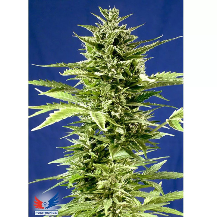 Jack Diesel ExpressPositronics Autofloreciente