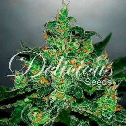  Critical x Jack Herer【Delicious Seeds Autofloreciente】