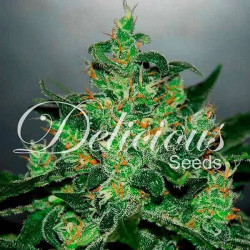 CRITICAL x JACK HERER
