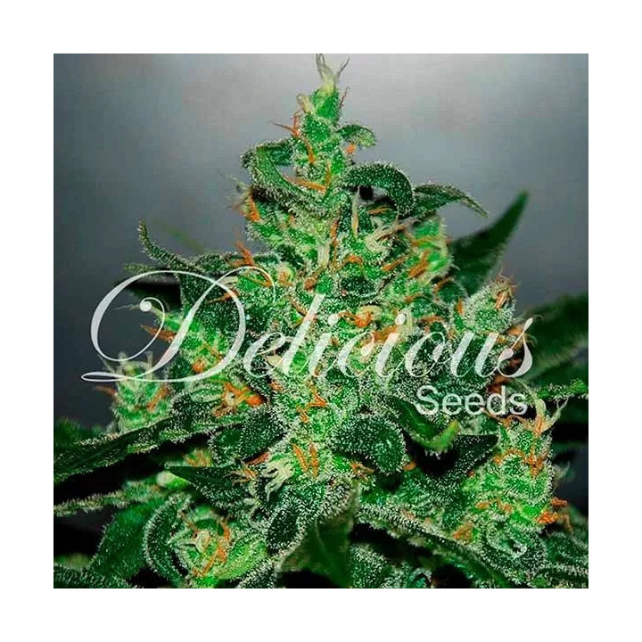 Critical x Jack HererDelicious Seeds Autofloreciente