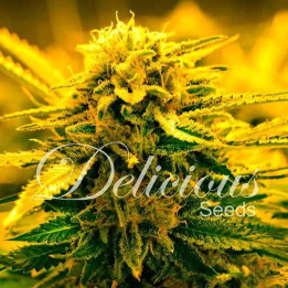  Sugar Black Rose Auto【Delicious Seeds Autofloreciente】