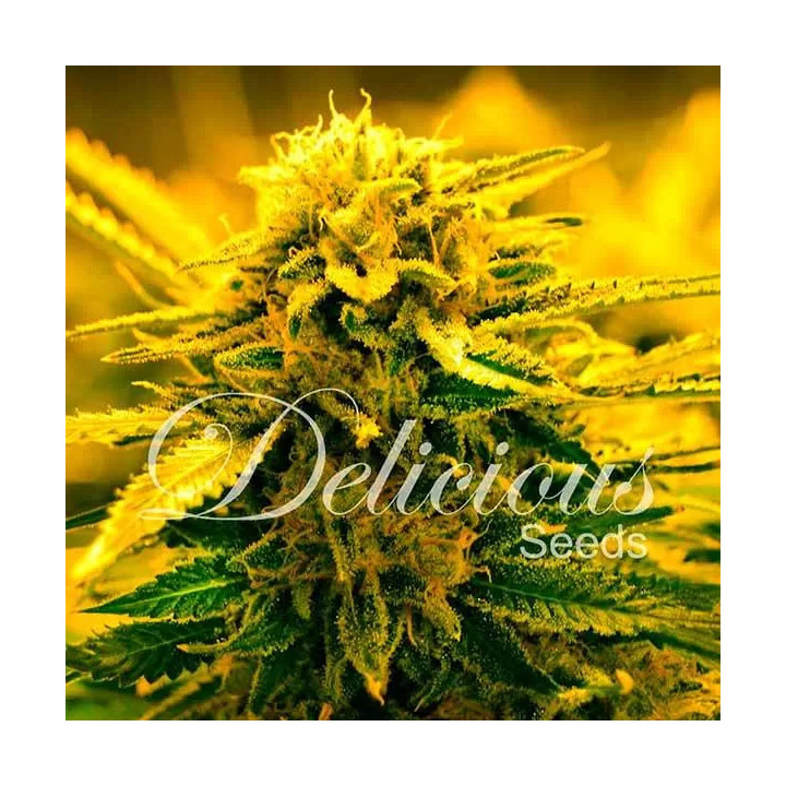 Sugar Black Rose AutoDelicious Seeds Autofloreciente