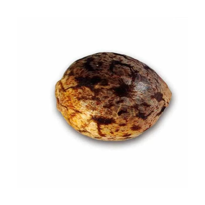 Sugar Black Rose AutoDelicious Seeds Autofloreciente