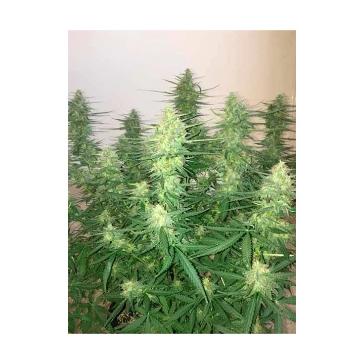 Sugar Black Rose AutoDelicious Seeds Autofloreciente