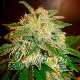  La Bella Afrodita【Delicious Seeds Autofloreciente】