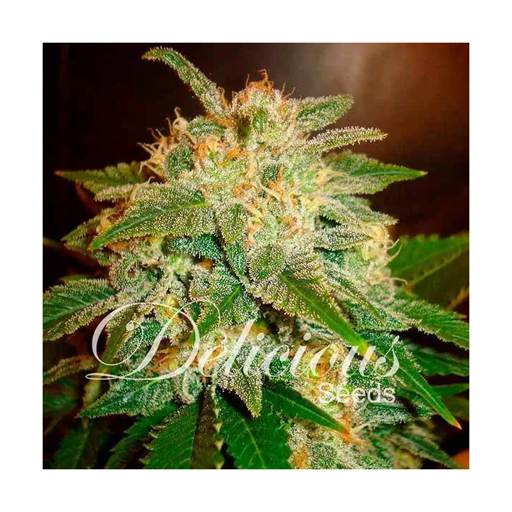 La Bella AfroditaDelicious Seeds Autofloreciente