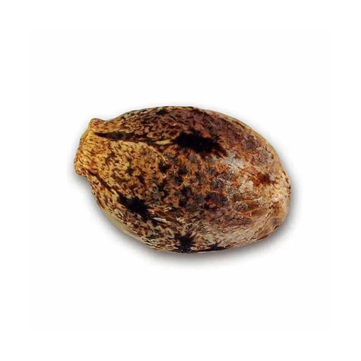 La Bella AfroditaDelicious Seeds Autofloreciente