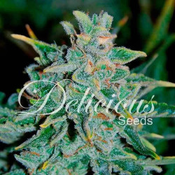 Northern Light Blue Auto