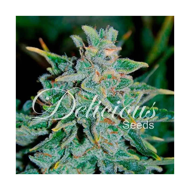Northern Light Blue AutoDelicious Seeds Autofloreciente