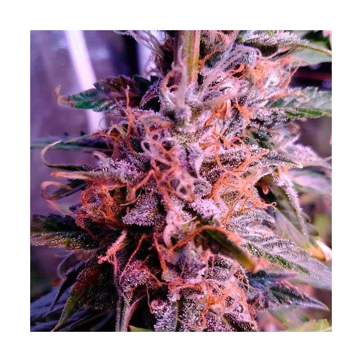 Northern Light Blue AutoDelicious Seeds Autofloreciente