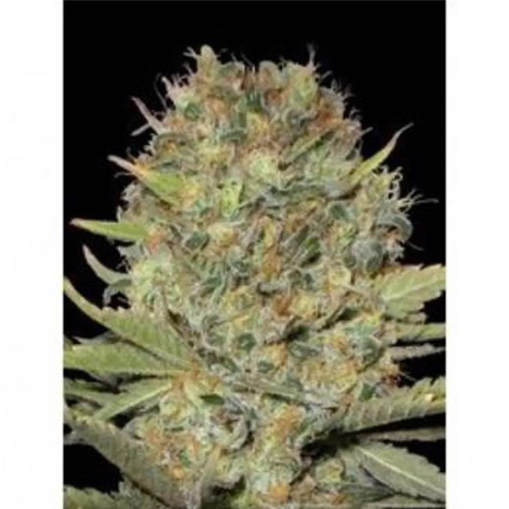 Dubble Gum FeminizadaProfessional Seeds