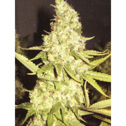  Pure Power Plant Feminizada【Professional Seeds】