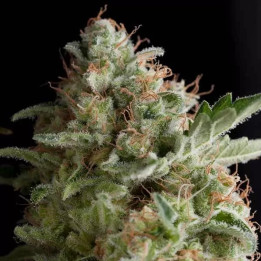 American Pie Feminizada【Pyramid Seeds】