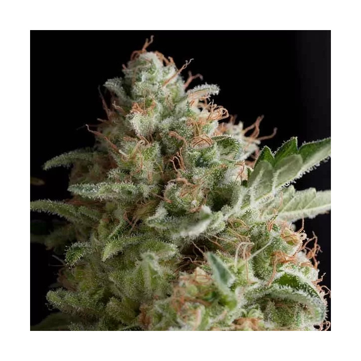American Pie Feminizada【Pyramid Seeds】