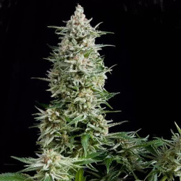  Amnesia Gold Feminizada【Pyramid Seeds】