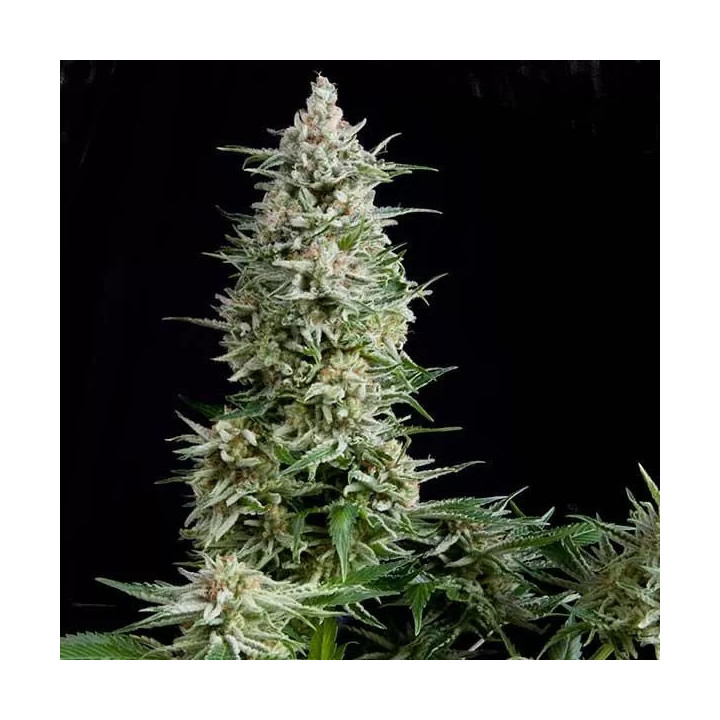 Amnesia Gold FeminizadaPyramid Seeds