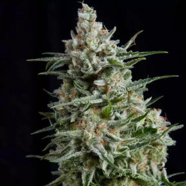Anesthesia Feminizada【Pyramid Seeds】