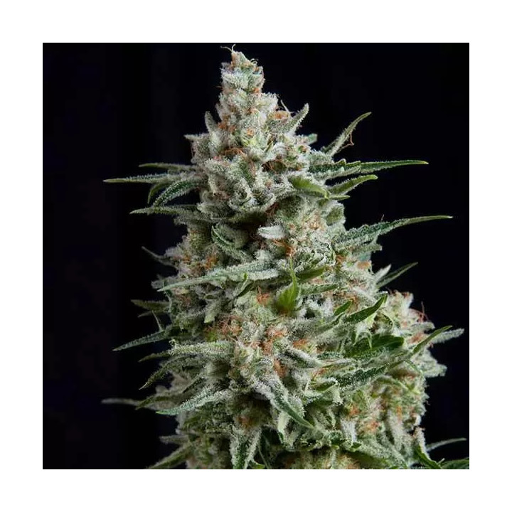 Anesthesia FeminizadaPyramid Seeds