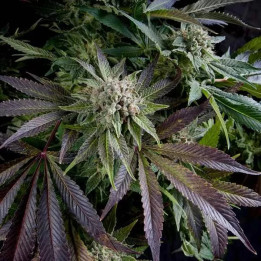 Blue Pyramid Feminizada【Pyramid Seeds】