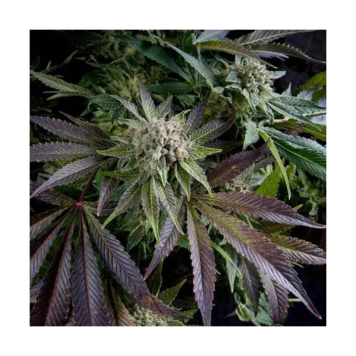 Blue Pyramid FeminizadaPyramid Seeds