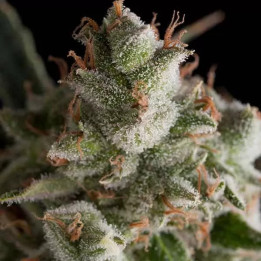 Fresh Candy Feminizada【Pyramid Seeds】