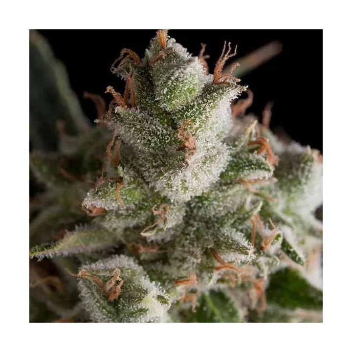 Fresh Candy FeminizadaPyramid Seeds