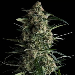 Galaxy Feminizada【Pyramid Seeds】