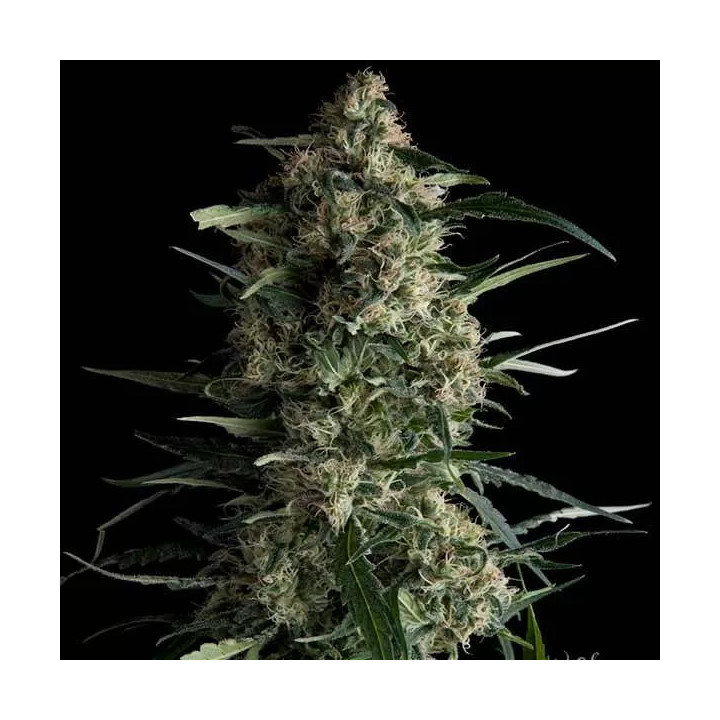 Galaxy Feminizada【Pyramid Seeds】
