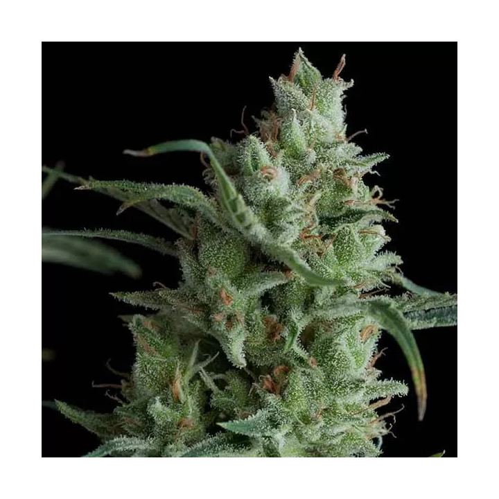 Kryptonite FeminizadaPyramid Seeds