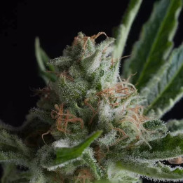  Shark Feminizada【Pyramid Seeds】