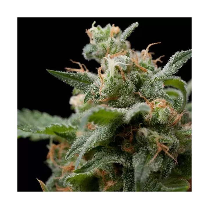 Super Hash FeminizadaPyramid Seeds