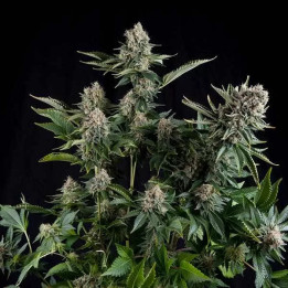  White Widow Feminizada【Pyramid Seeds】