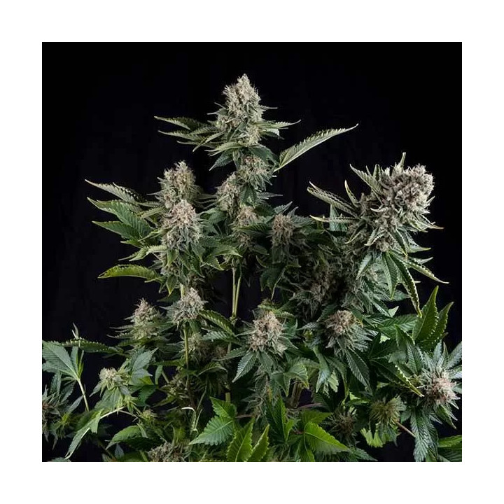 White Widow FeminizadaPyramid Seeds