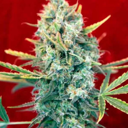  Sra. Amparo Feminizada【Reggae Seeds】