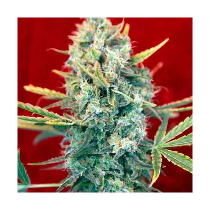  Sra. Amparo Feminizada【Reggae Seeds】